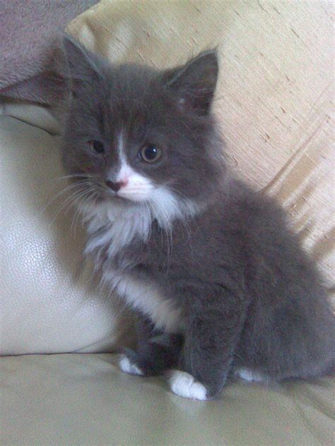 Download 336 longhair kitten stock illustrations, vectors & clipart for free or amazingly low rates! blue & white long haired boy kitten for sale SOLD ...