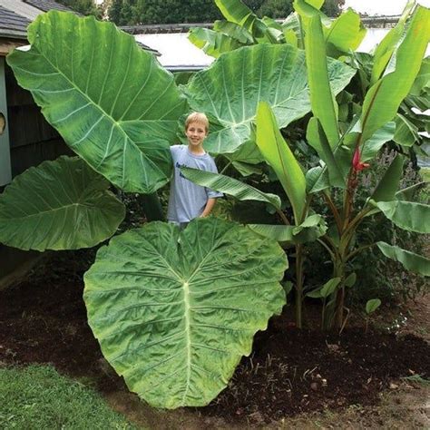 Colocasia Jacks Giant Indoor Plants