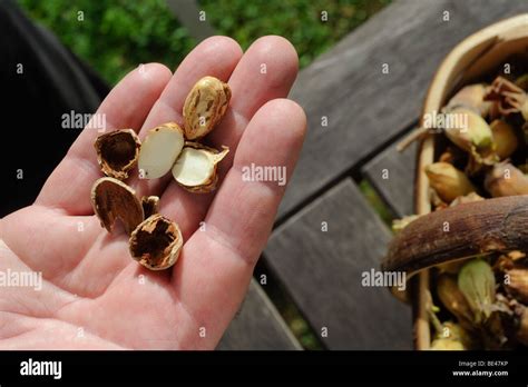 Cobnut Tree Hi Res Stock Photography And Images Alamy