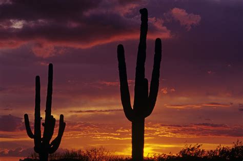 Silhouetted Saguaro Cactus Sunset Arizona State Usa Photograph By Jim
