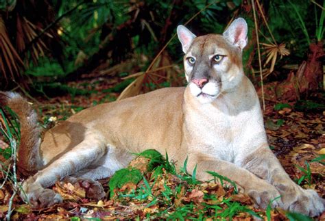 First Florida Panther Death Of 2023 Reported In Collier County Flipboard