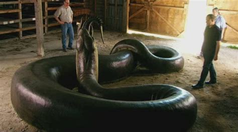 Titanoboa Lived 58 60 Million Years Ago The Largest Snake Ever
