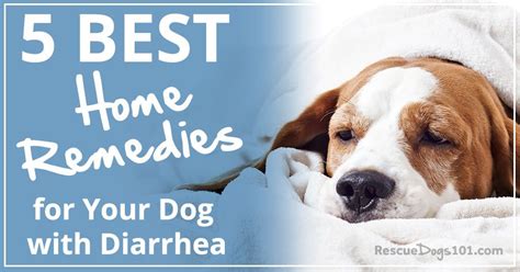 5 Best Home Remedies For Your Dog With Diarrhea Rescue Dogs 101