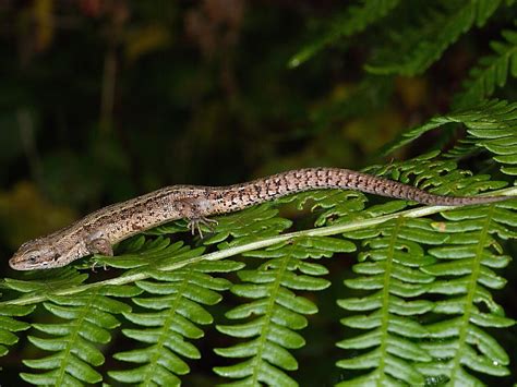 British Reptiles And Amphibians Wildlife Insight