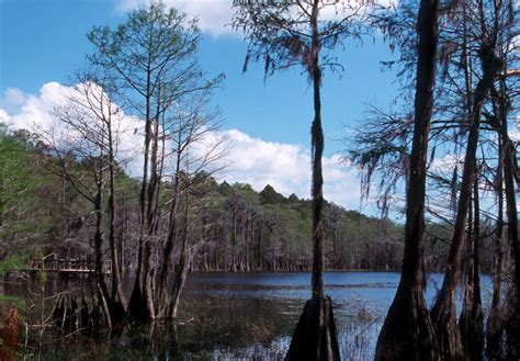 Pine Log State Forest Florida Hikes