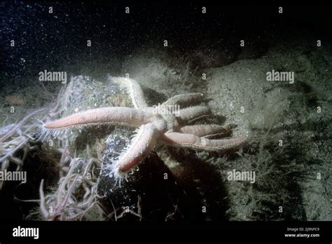 Seven Armed Starfish Luidia Ciliaris Echinoderms Predator