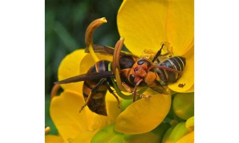 Luring Hornets Scientists Unlock Sex Pheromone Of Notorious Honey Bee