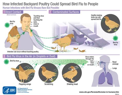 Avian Influenza And People Mecdc Dhhs Maine