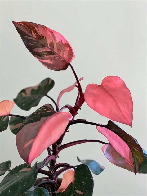 Mengenal Philodendron Pink Princess Lengkap Dengan Cara Merawat Dan