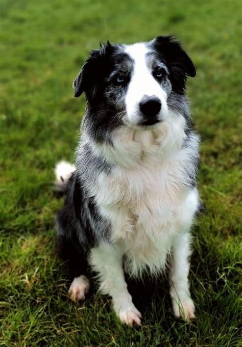 49 Border Collie Rehoming Photo Bleumoonproductions