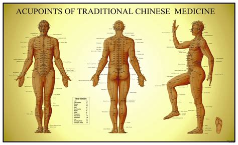Acupuncture Chart Human Energy And The Physical Body United Udemy Blog