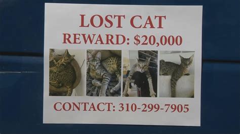 Missing Cats Owner Offers Whopping 20000 Reward To Whoever Finds It Youtube