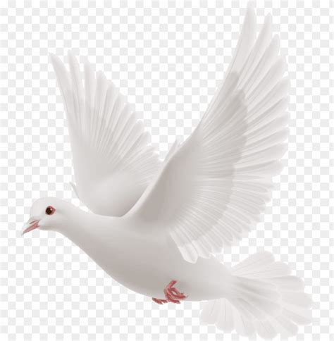 White Dove Flying Png Image With Transparent Background Toppng