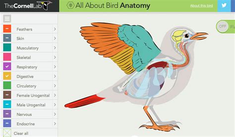 All About Bird Anatomy The Cornell Lab Of Ornithology