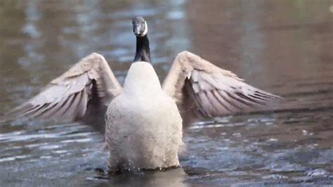 Canada Geese Mating Ritual Youtube