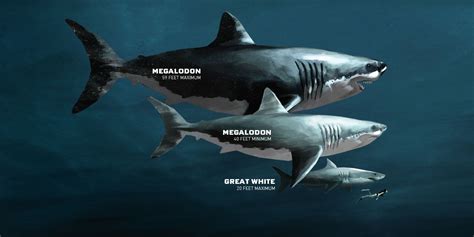 Is A Megalodon Bigger Than A Whale Shark Ucb