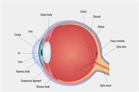 Basic Anatomy Of Eye
