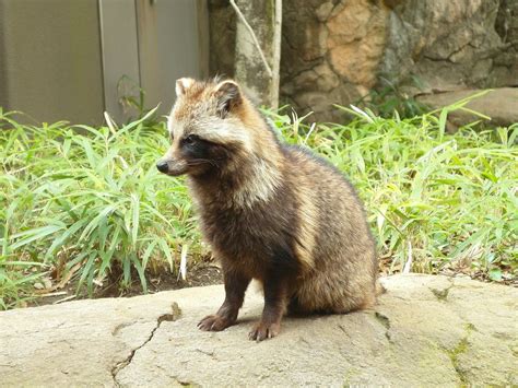 A Raccoon Dog Pup Or Tanuki Theyre Native To East Asia And A Small