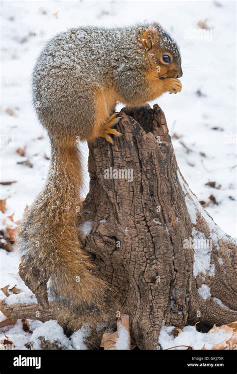 Eastern Fox Squirrel Sciurus Niger Adult Perched On Tree Stump Eating