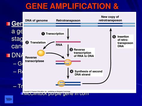 Ppt Ch 19 The Organization And Control Of Eukaryotic Genomes