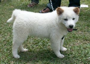 Bali Kintamani dog - MY PETS