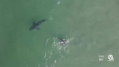 Shark Sighting Near Juno Beach Forces Swimmers Out Of Water