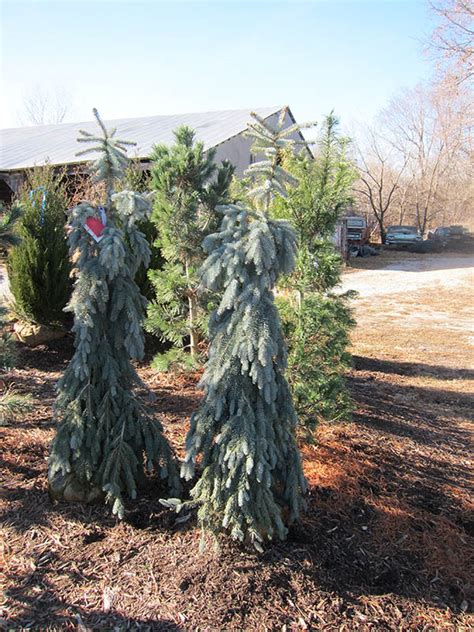 We did not find results for: Colorado blue spruce - Vinland Valley Nursery