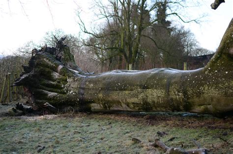 Large Fallen Beech Tree — Jonathan Leech