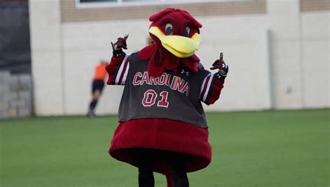 Uofscs Mascot Cocky Turns 40 Former Cockys Weigh In On Their