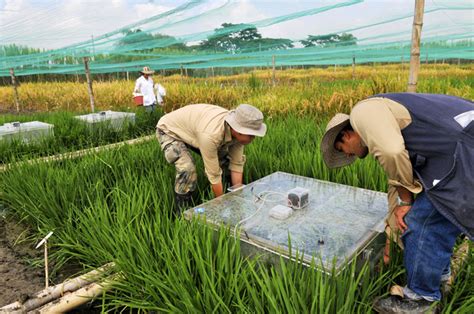 The task of producing the additional rice to meet the expected demands of the year 2025 poses a major challenge. Colombian Farmers Adjust to Changing Conditions With ...