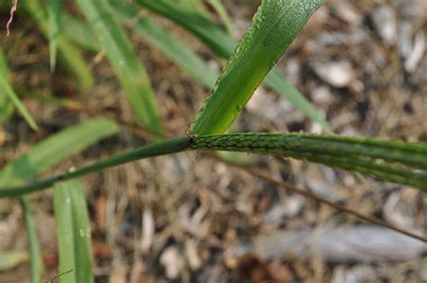 More images for how to get rid of crabgrass » The Right Method for Getting Rid of Crabgrass