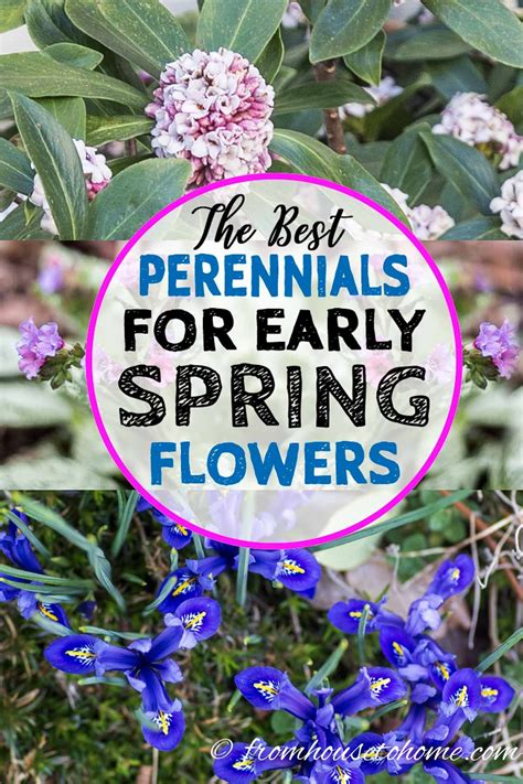 Check spelling or type a new query. The Best Perennials And Shrubs For Early Spring Flowers ...