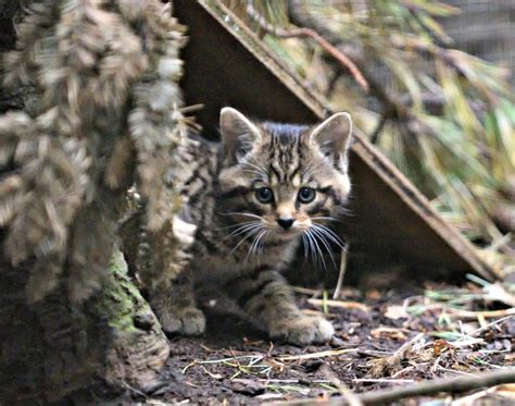 Kittens A Boost For Scotlands Vanishing Wildcats Zooborns
