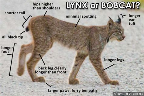 How To Tell The Difference Between A Bobcat And A Canada Lynx Travel For Wildlife