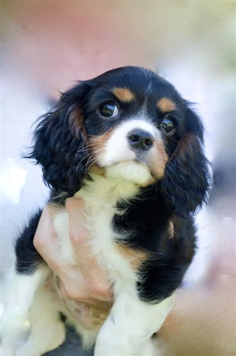 Cavalier King Charles Spaniel Puppy For Sale Dogs For Sale Price
