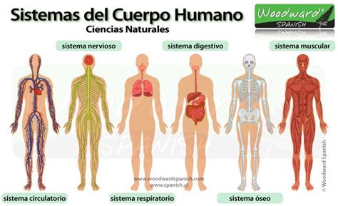 Dibujos De Aparatos Y Sistemas Del Cuerpo Humano
