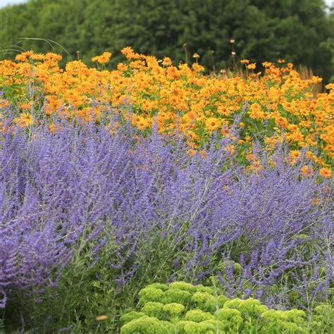 Cottage Farms Direct Perennials Russian Sage 50pc