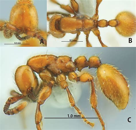 The Aenictus Ceylonicus Species Group Hymenoptera Formicidae