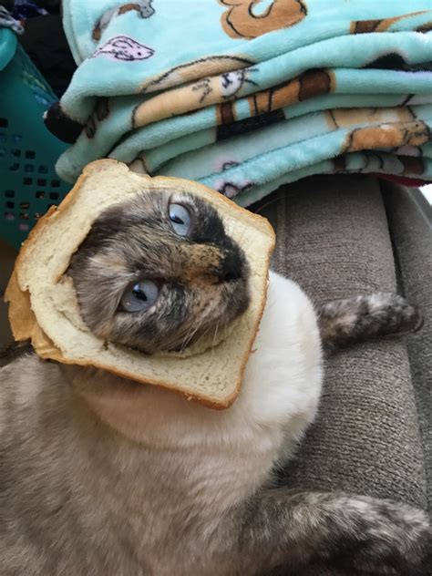 A Siamese Cat With A Slice Of Bread On Its Head
