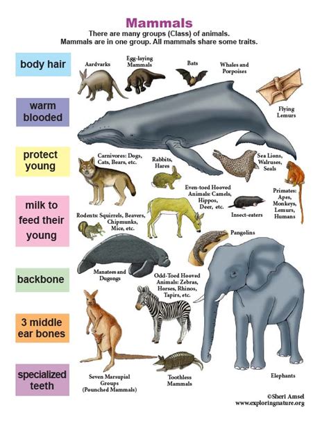 Mammal Traits Mini Poster