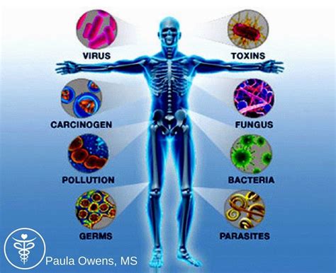Autoimmune Disease Root Causes And Triggers Paula Owens Ms Clinical