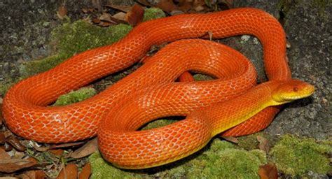 Everglades Rat Snake Bransons Wild World