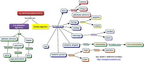 Elabora Un Mapa Conceptual Del Sistema Digestivo Por Favor Brainlylat