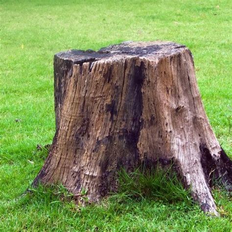 Anatomy Of A Tree Stump