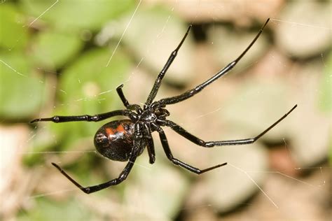 Insects And Spiders Floridas Poison Control Centers