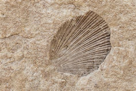 A Shell Fossil Free Stock Photo Public Domain Pictures