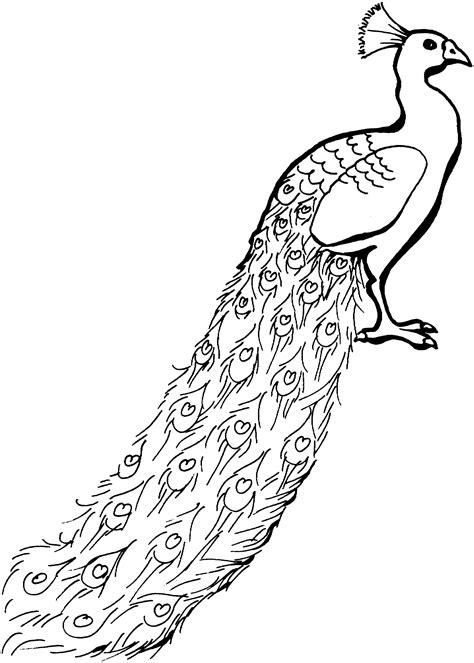 Coloring book page, black and wight. Free Peacock Coloring Pages