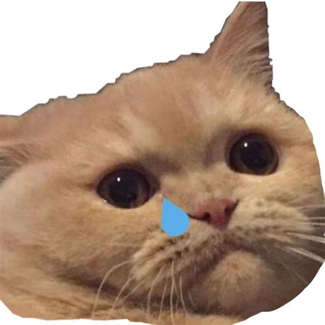 Crying Cat Meme Latar Belakang Png Gambar Png Play