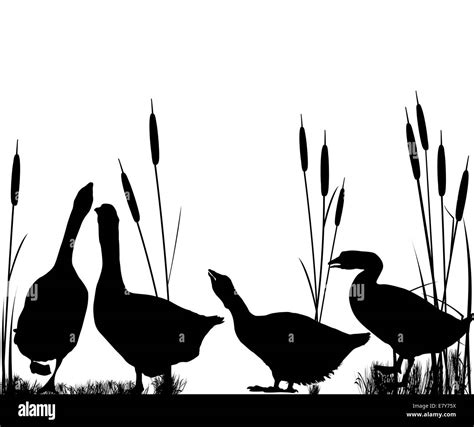 Goose And Reeds Silhouettes Over White Background Stock Photo Alamy