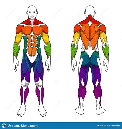 Human Body Anatomy Workout Front And Back Muscular System